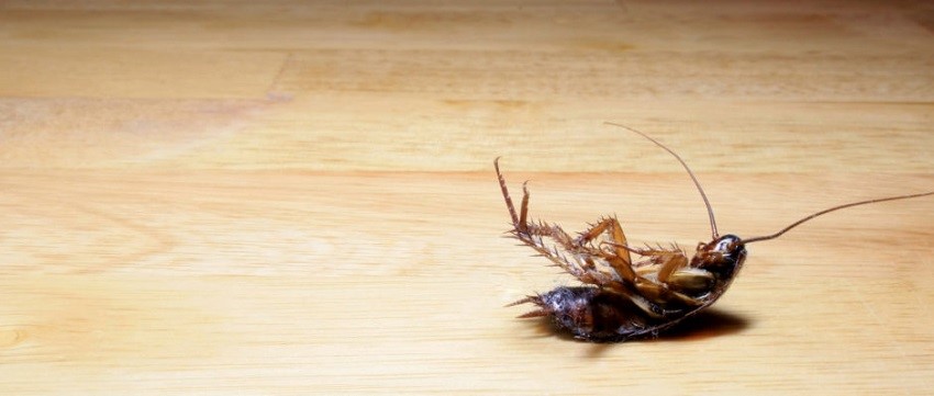 Is it Common to Have Roaches in Texas: Controlling Roach