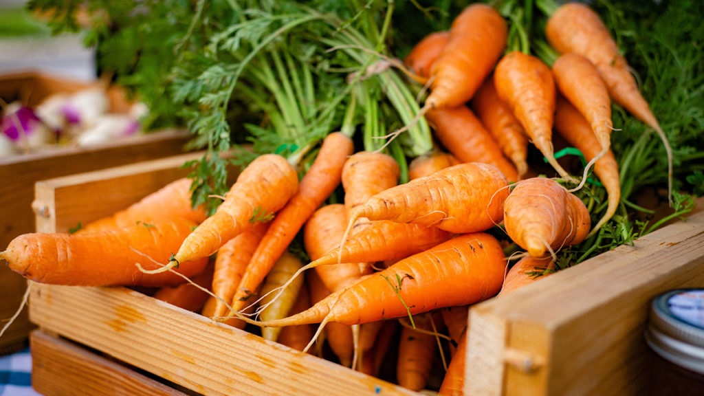 Carrots Are Easy to Grow for Beginners