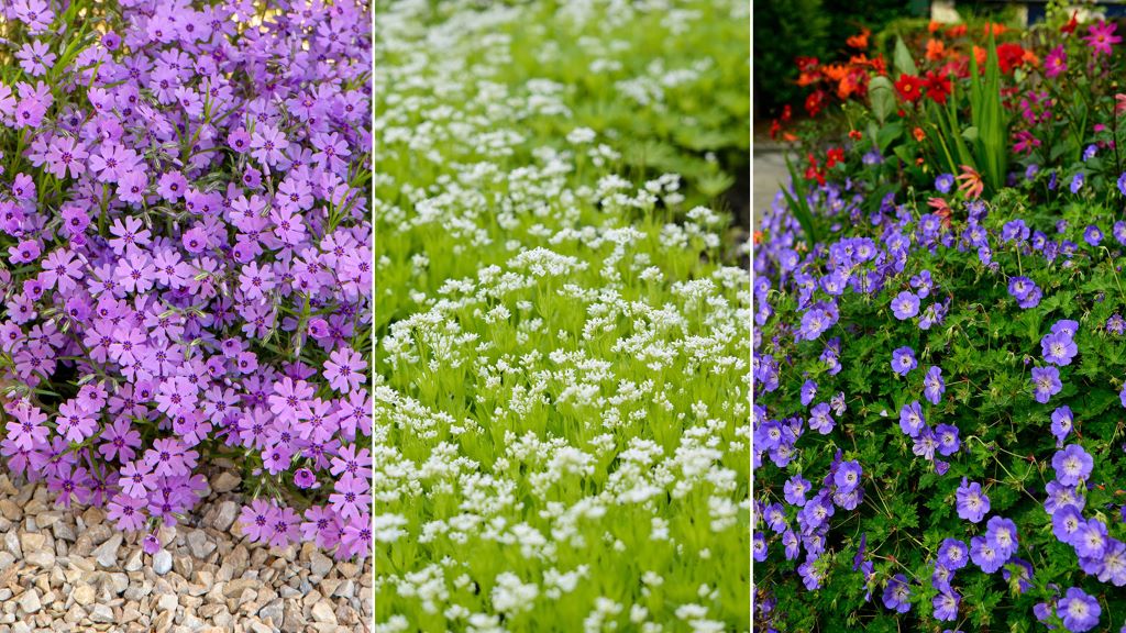 Choosing the Right Ground Cover