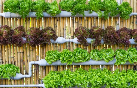 How to Create Hydroponics Indoor Garden System DIY?