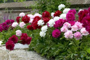 Tips for Caring and Planting Peony Bulbs in Spring