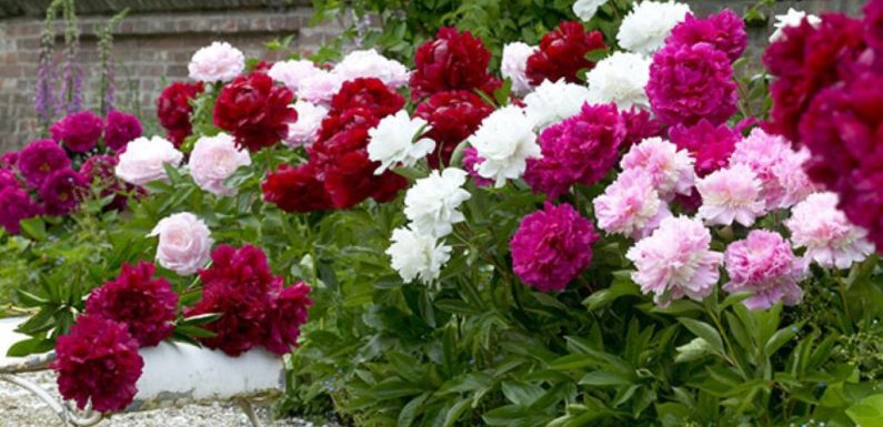 Tips for Caring and Planting Peony Bulbs in Spring