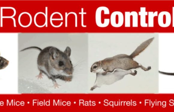 The Psychology of Rodent Pest Control: Unraveling the Fear Factor