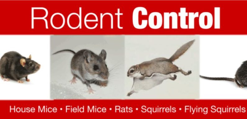 The Psychology of Rodent Pest Control: Unraveling the Fear Factor