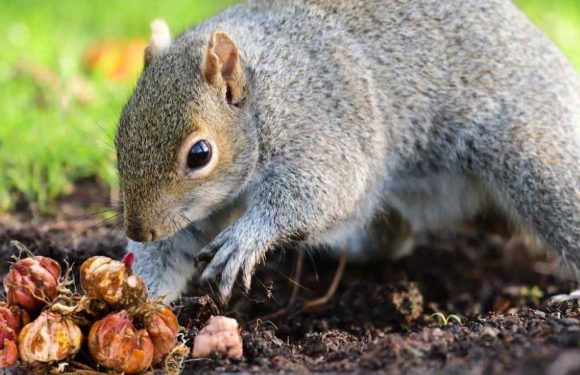 How to Get Rid of Squirrels? Effective Strategies and Powerful Tips