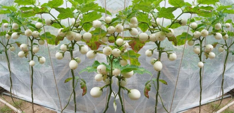 Why is My Eggplant Turning White? Discover the Surprising Reasons