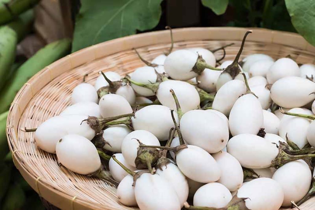 Preventing White Eggplant