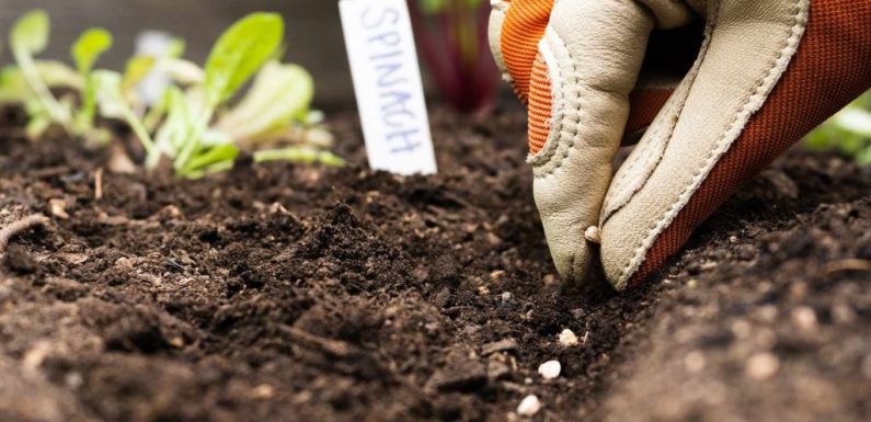 Best Tips for Grounding Your Garden Quickly