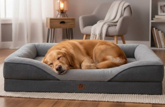 How Memory Foam Dog Beds Improve Your Dog’s Sleep Quality